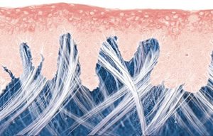 Grafisk illustration av strukturen hos ung hud.