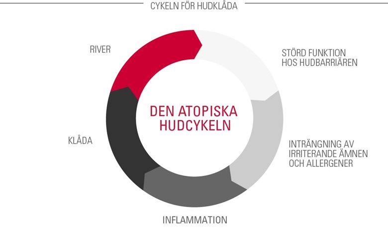 Den atopiska hudcykeln (även kallad cykeln för hudklåda)