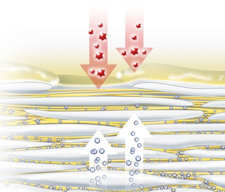 Illustration av naturliga fuktgivare som avdunstar genom huden