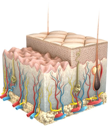 Grafisk illustration av huden och dess lager.