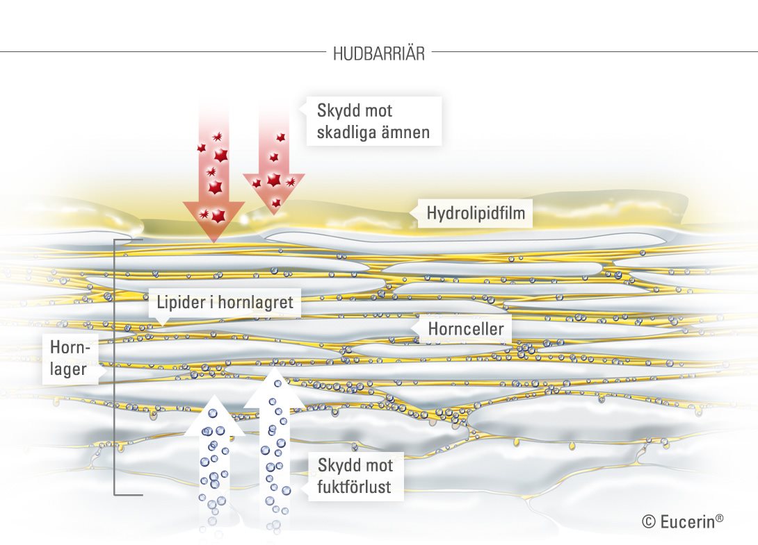 Grafisk illustration av huden och hornlagret.